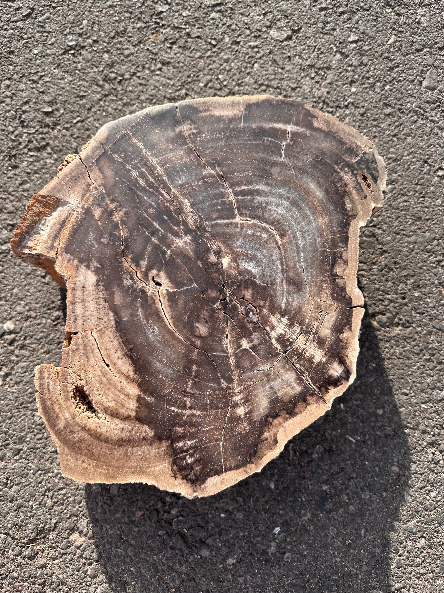 Large Petrified Wood Slab