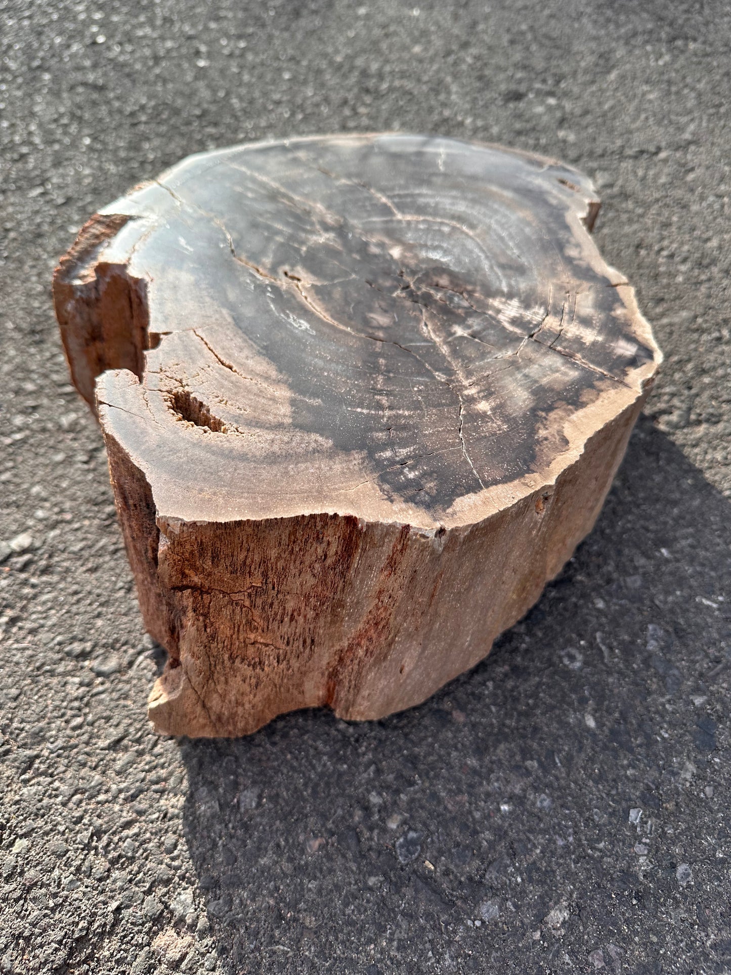 Large Petrified Wood Slab