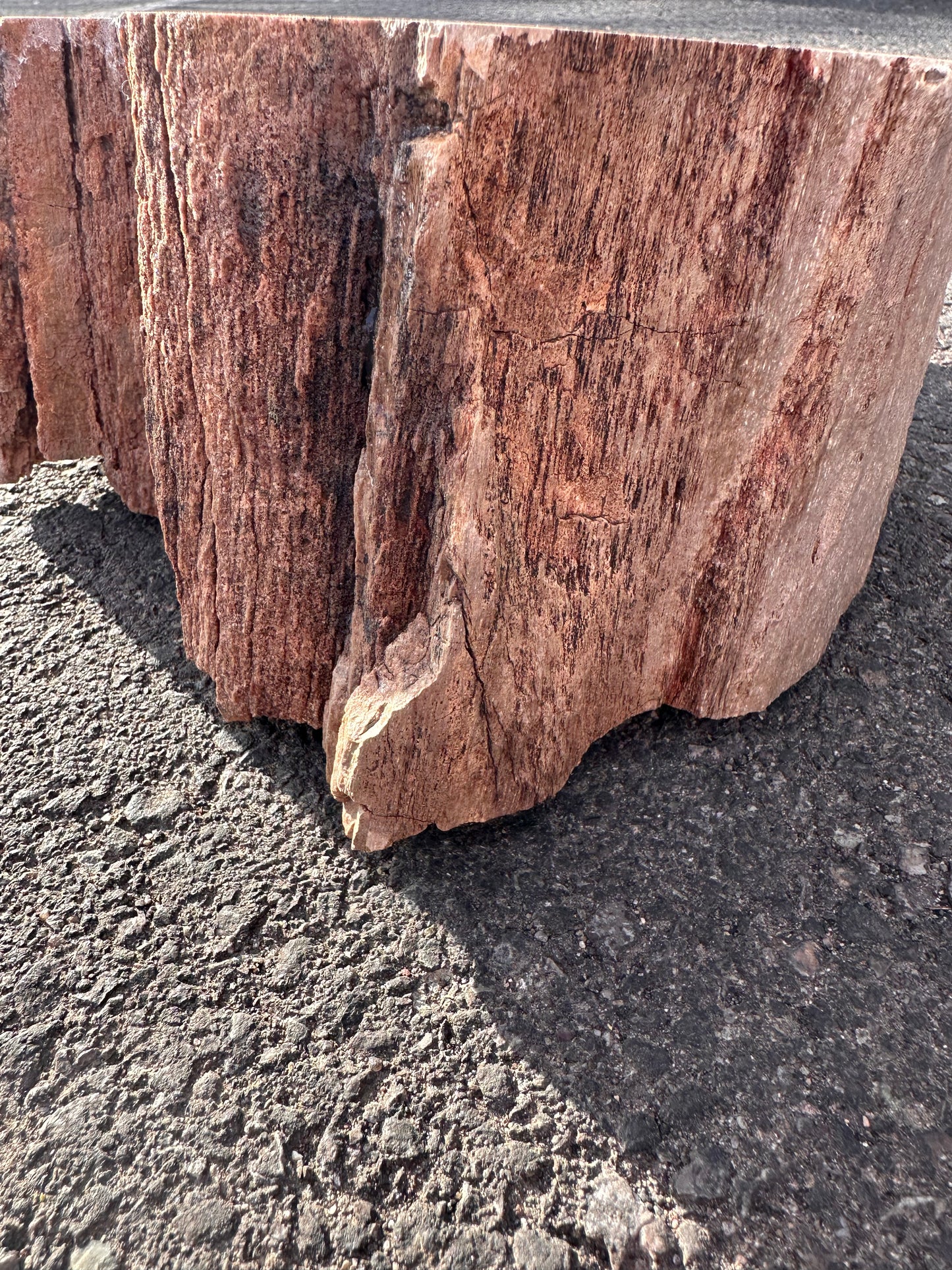 Large Petrified Wood Slab