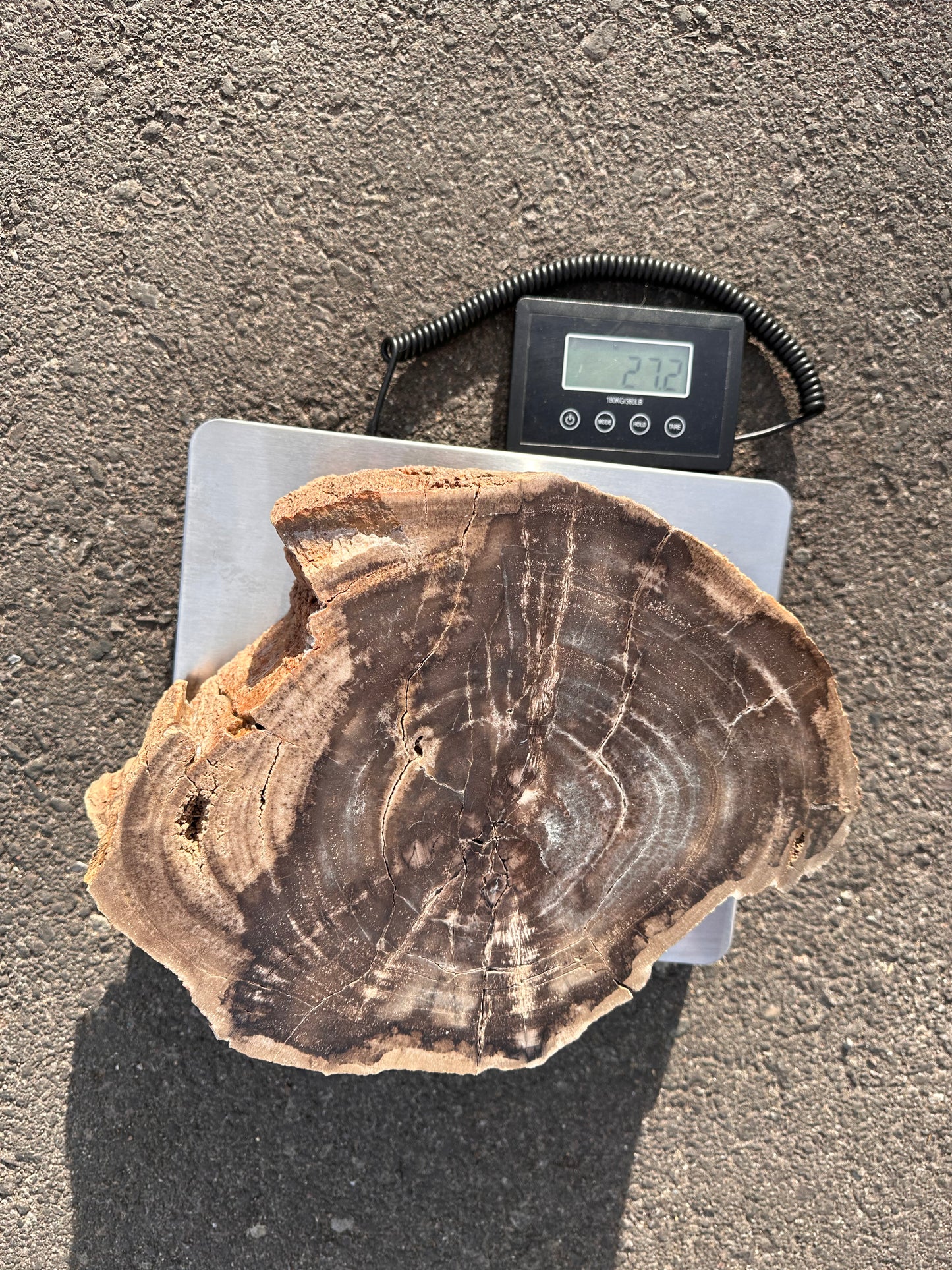 Large Petrified Wood Slab