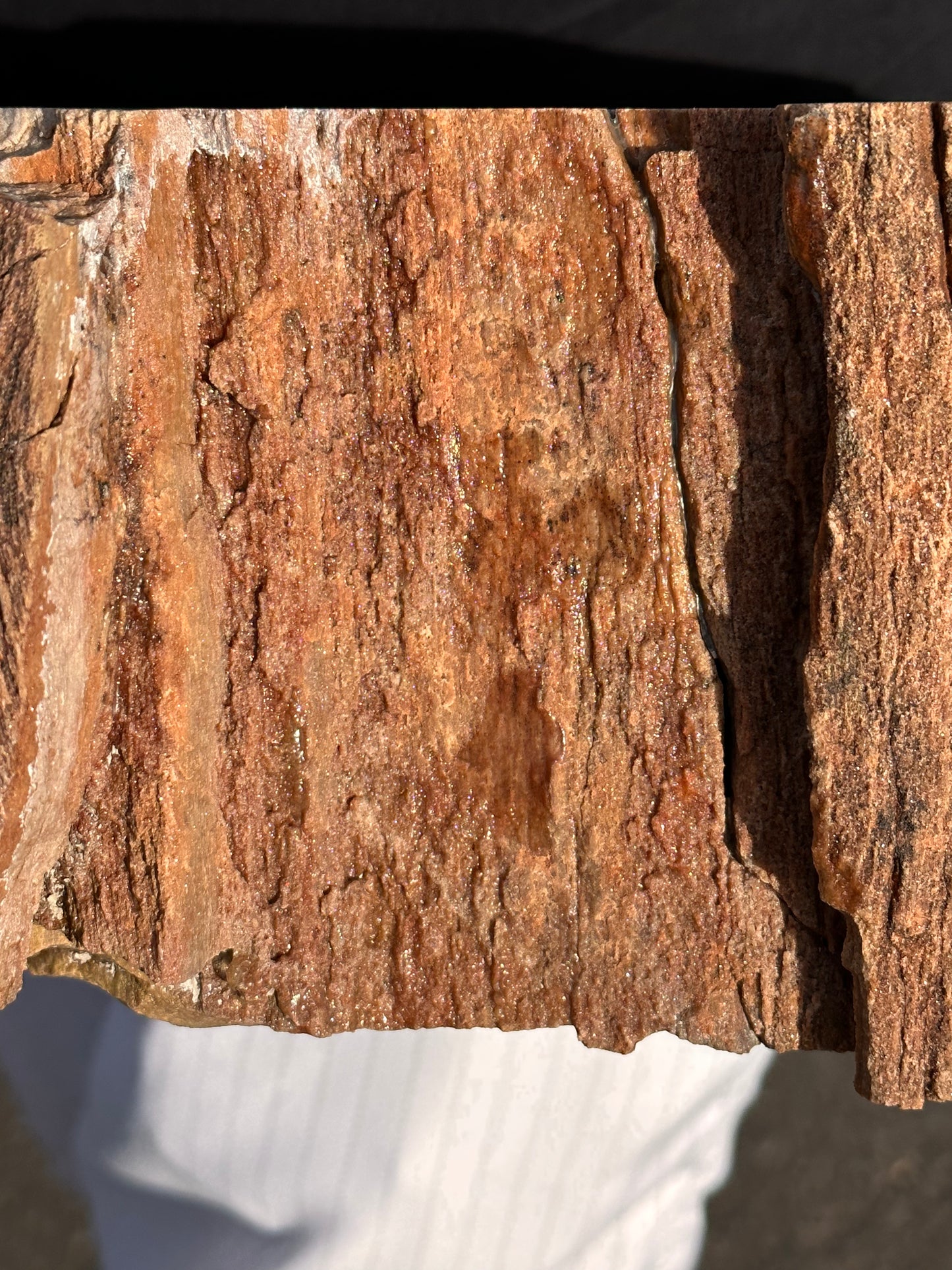 Large Petrified Wood Slab