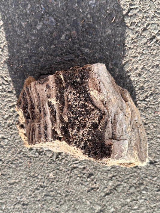 Petrified Wood With Smokey Quartz
