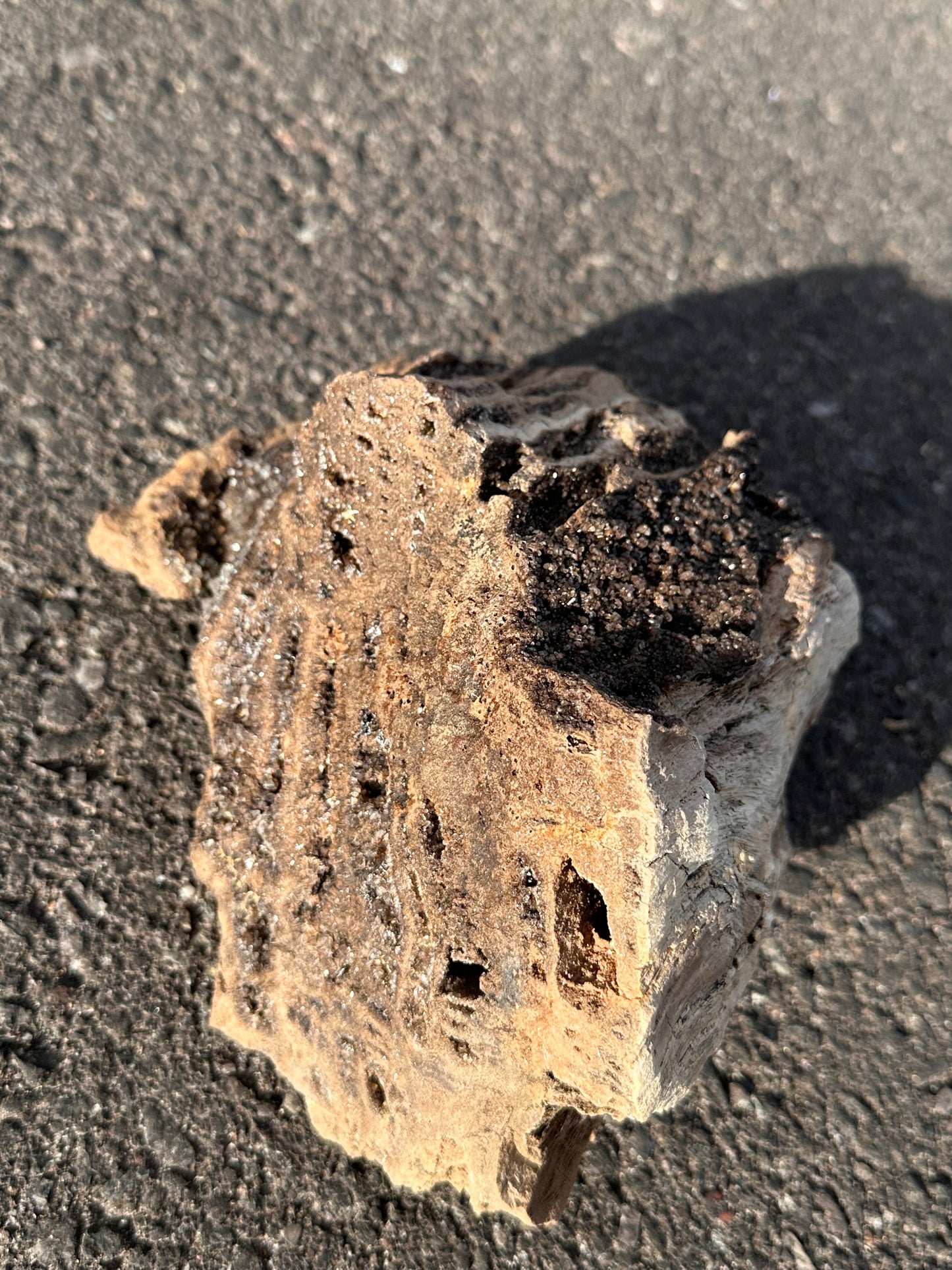 Petrified Wood With Smokey Quartz