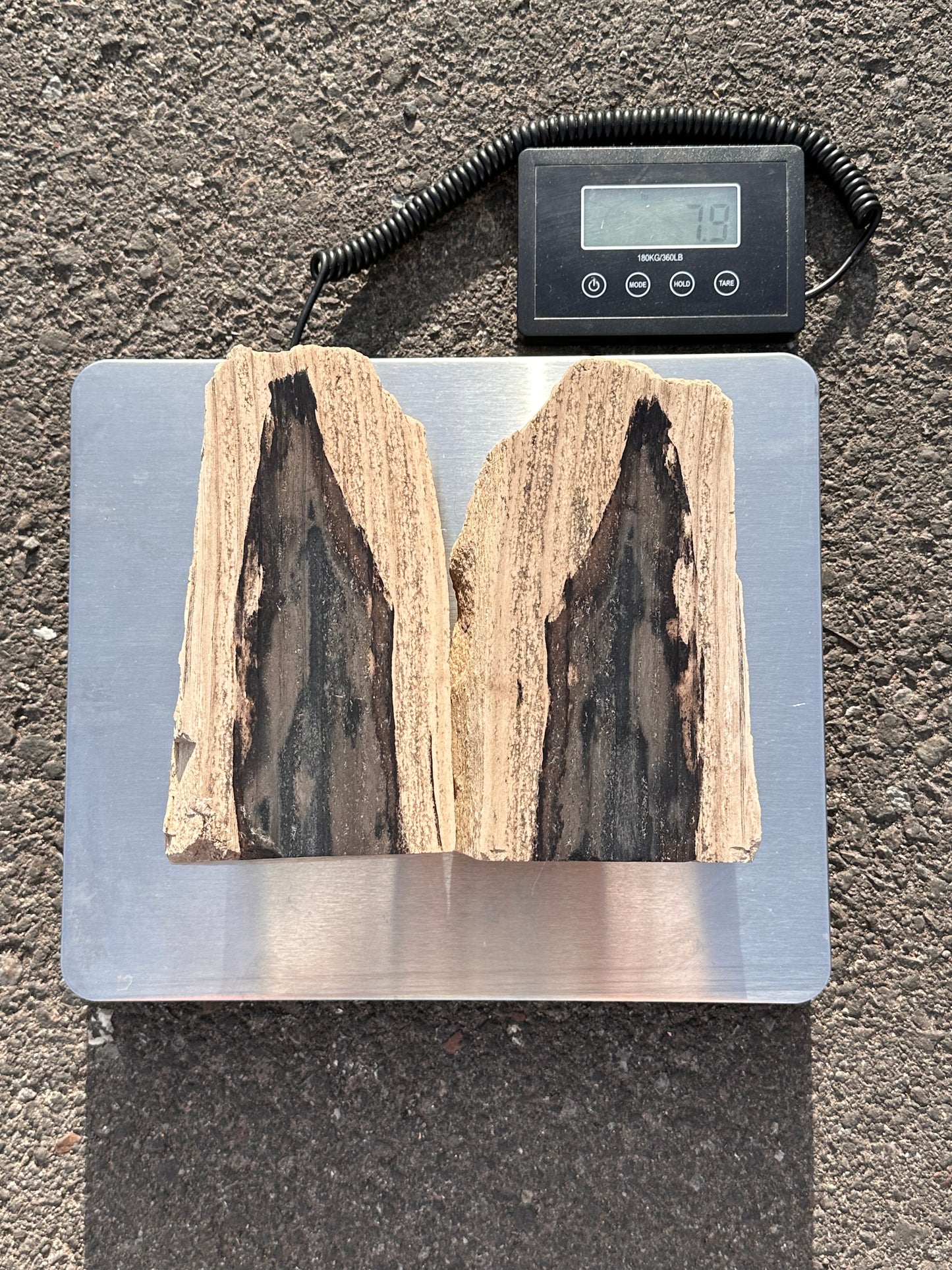 Petrified Wood Bookends