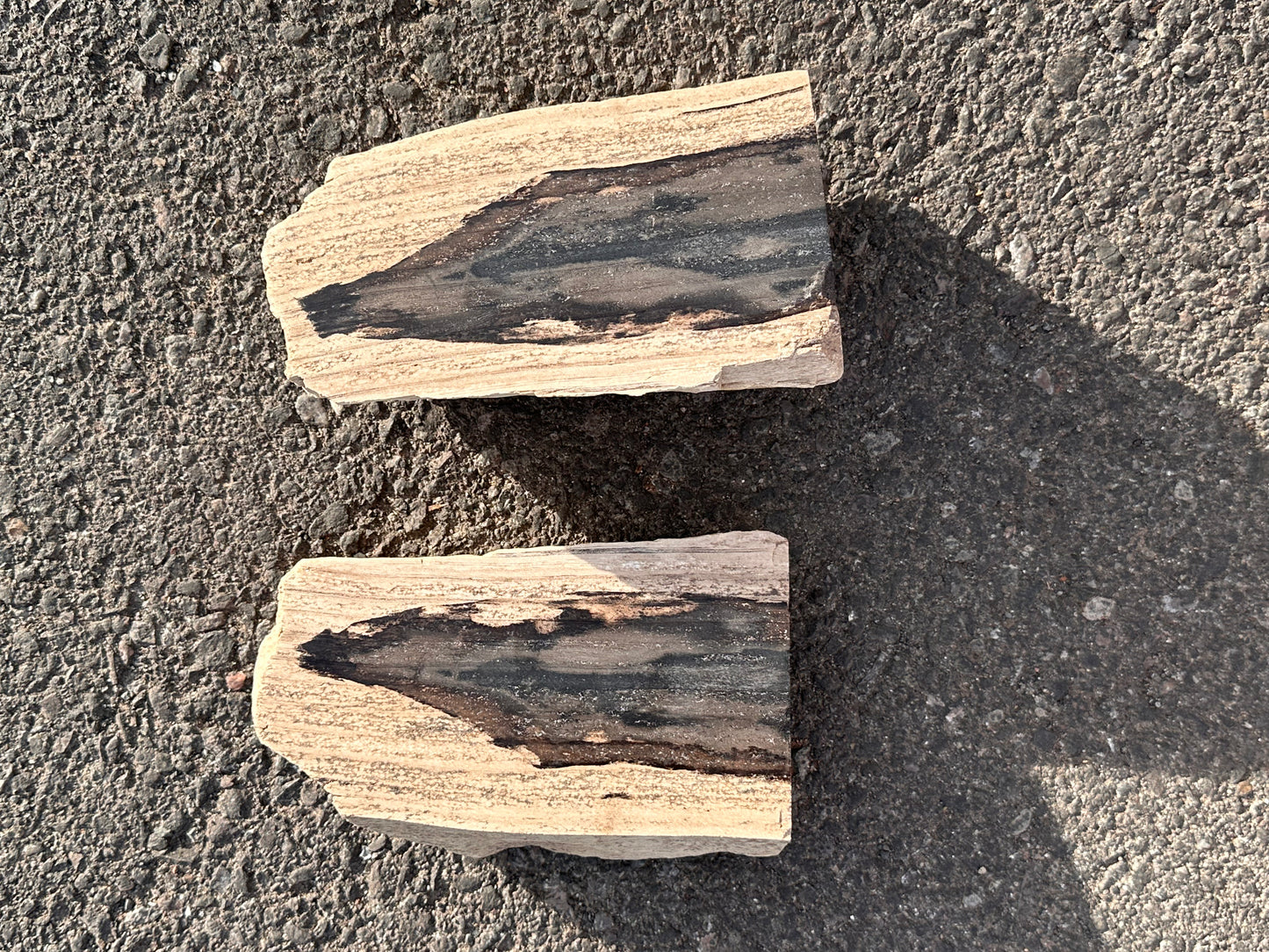 Petrified Wood Bookends