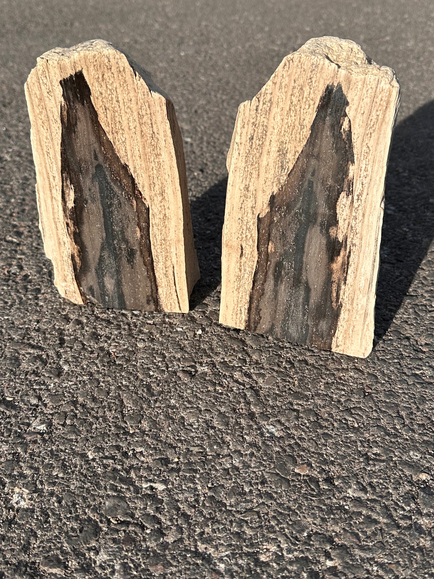 Petrified Wood Bookends