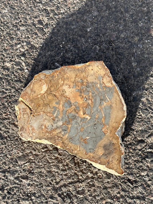 Polished Seashell Fossil Rock