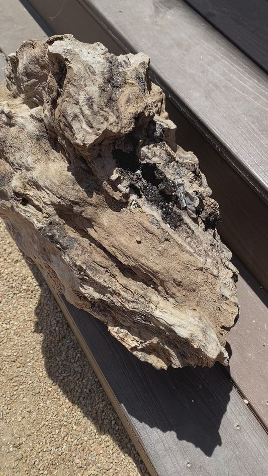 Large Petrified Wood Stump